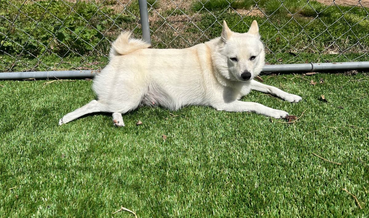 Cream Schipperke Puppies breeder image 11