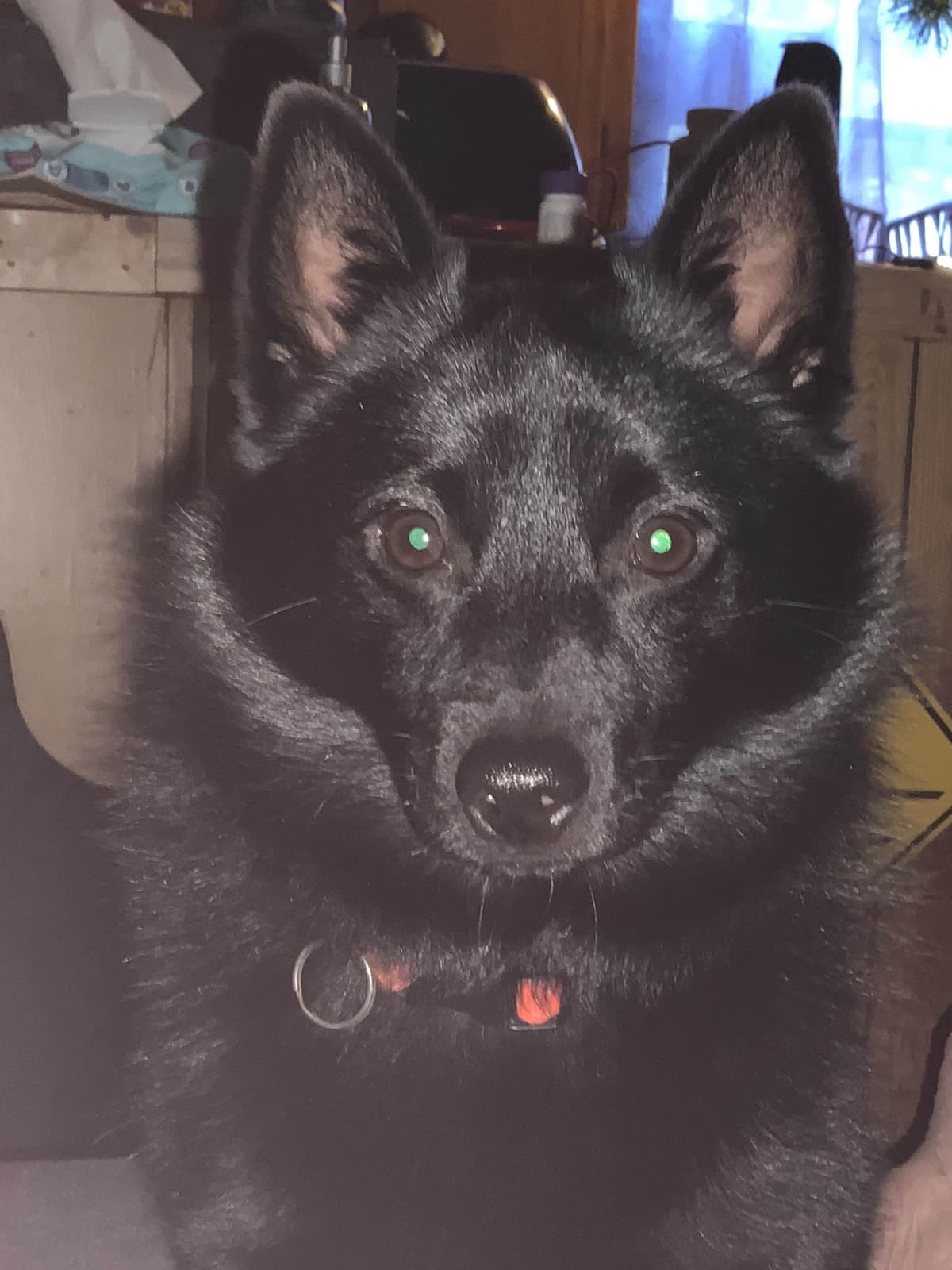 Cream Schipperke Puppies breeder image 13