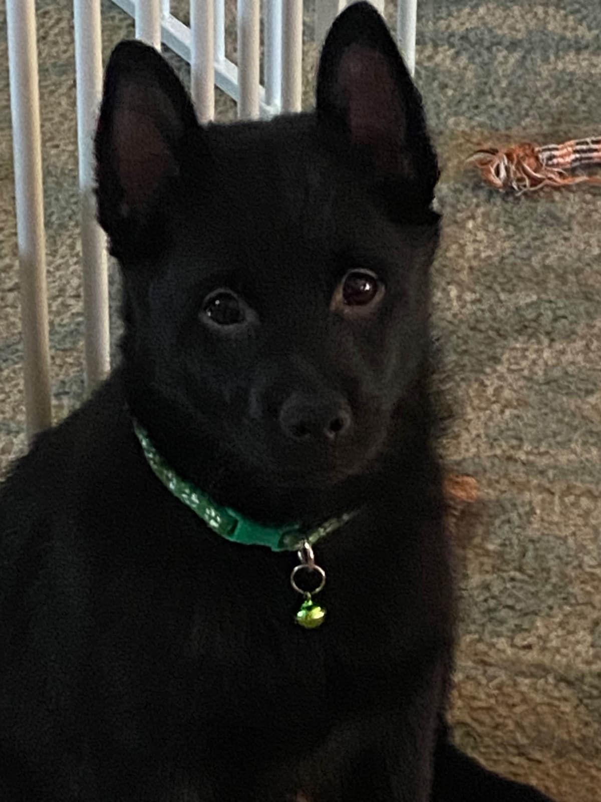 Cream Schipperke Puppies breeder image 12
