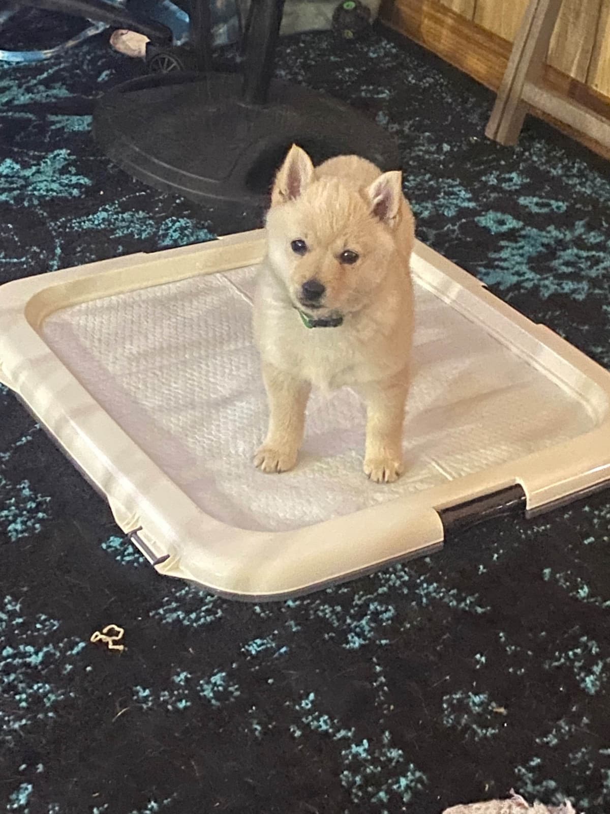 Cream Schipperke Puppies breeder image 14