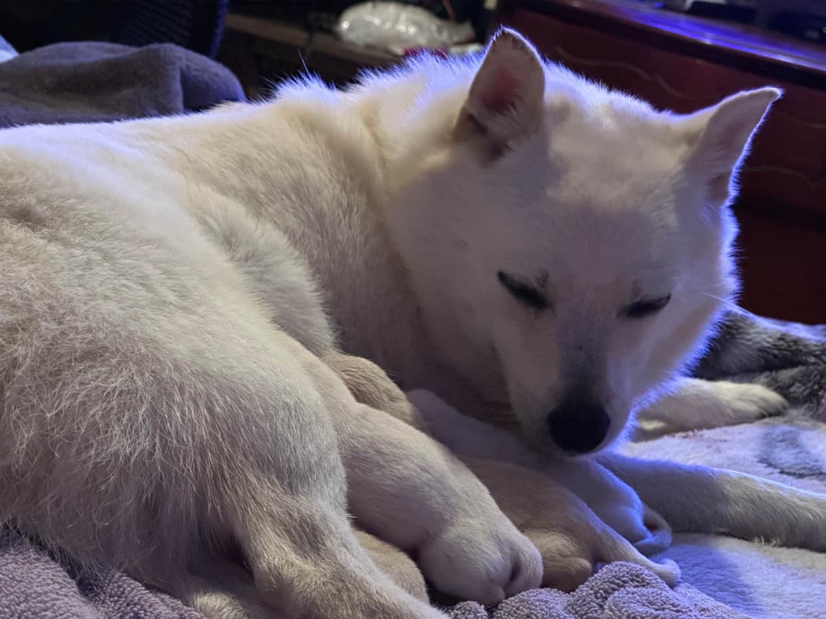 Cream Schipperke Puppies breeder image 15