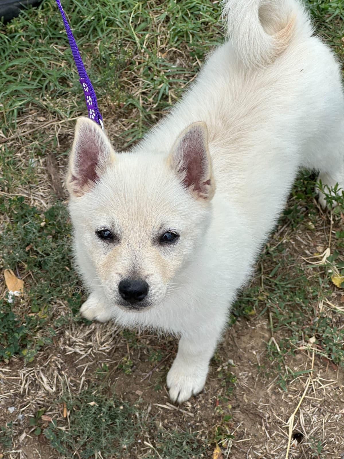 Cream Schipperke Puppies breeder image 20