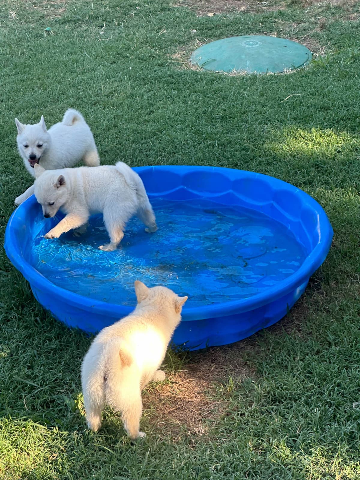 Cream Schipperke Puppies breeder image 16
