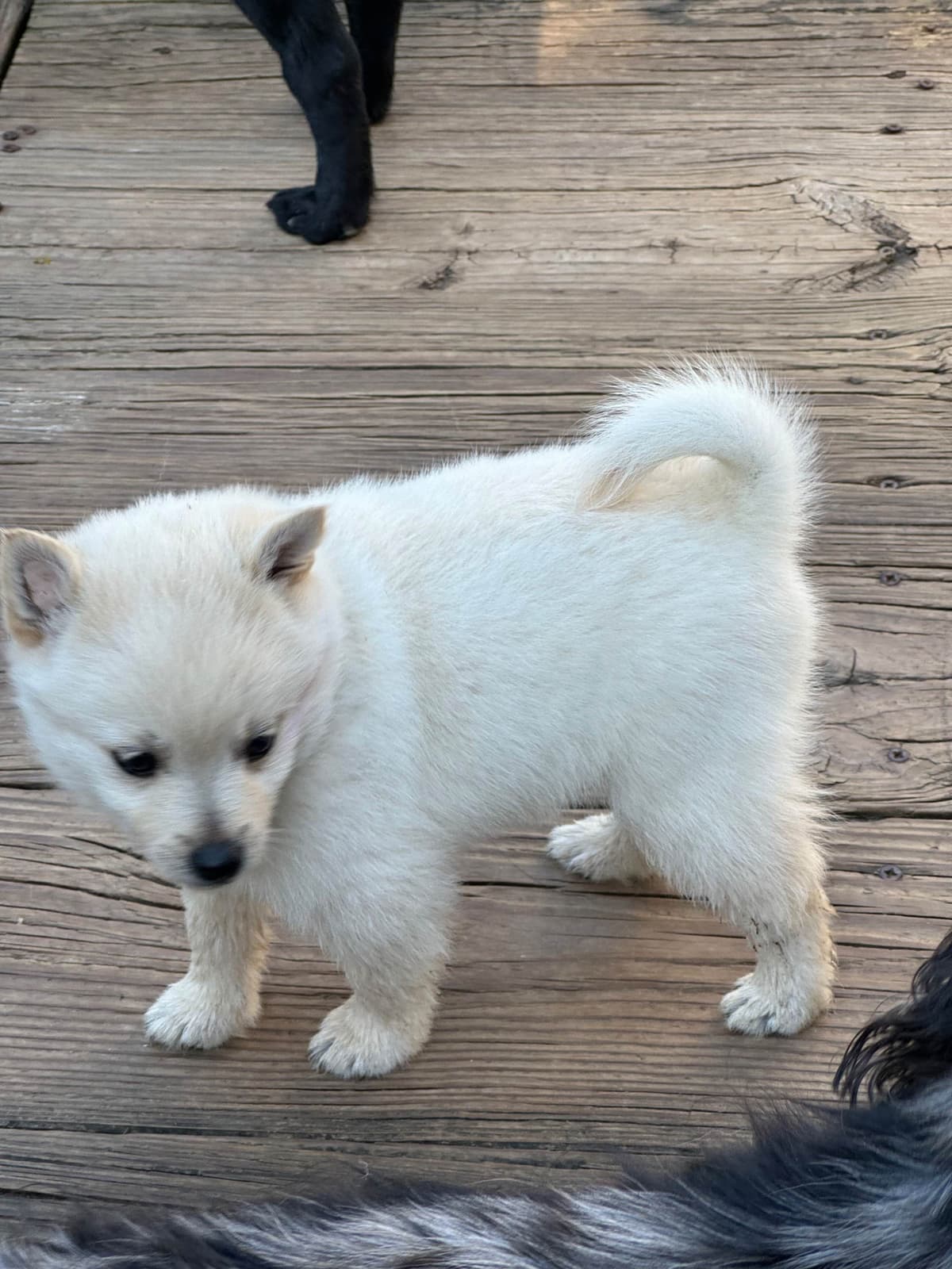 Cream Schipperke Puppies breeder image 18