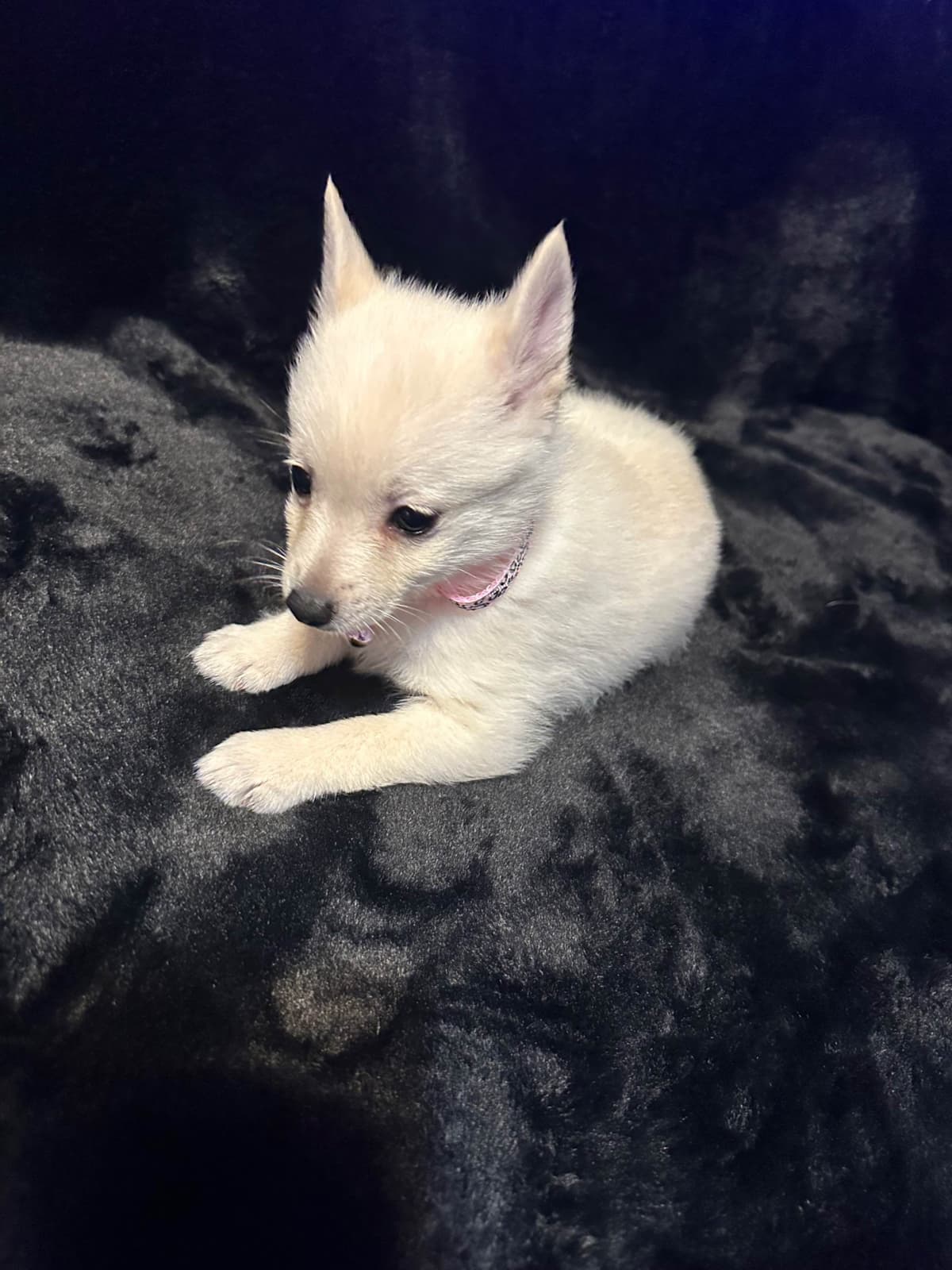 Cream Schipperke Puppies breeder image 22