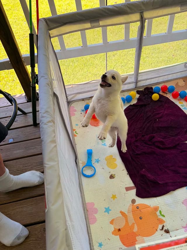 Cream Schipperke Puppies media 2