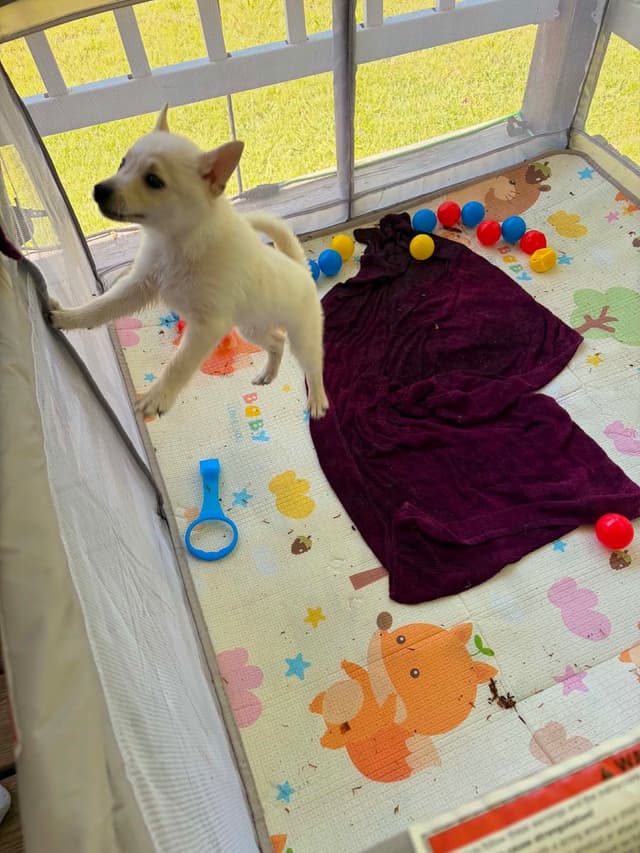 Cream Schipperke Puppies media 4
