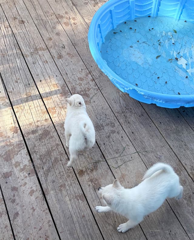 Cream Schipperke Puppies media 5