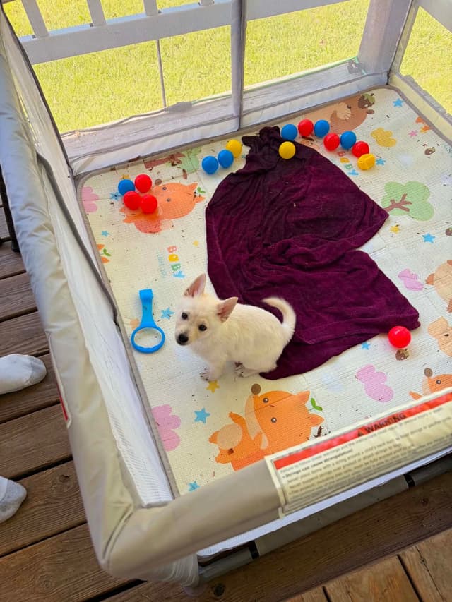 Cream Schipperke Puppies media 7
