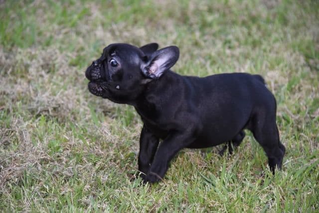 French Bulldog Puppies breeder image 10