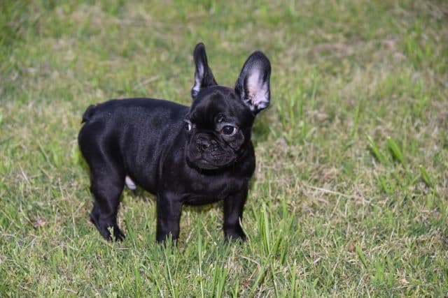 French Bulldog Puppies breeder image 9