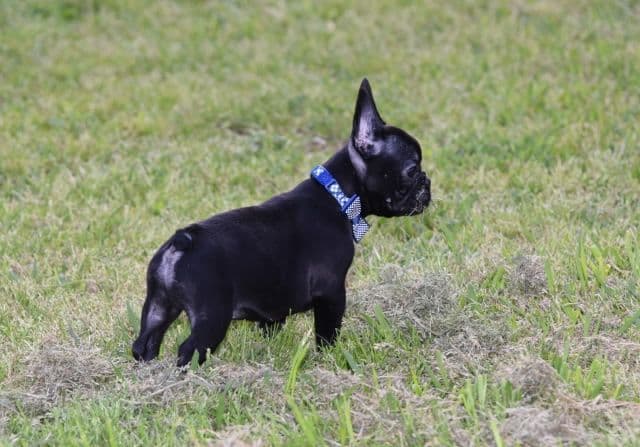 French Bulldog Puppies breeder image 12