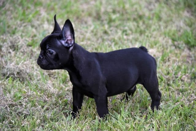 French Bulldog Puppies breeder image 11