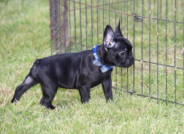 French Bulldog Puppies breeder image 13