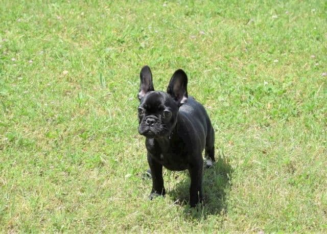 French Bulldog Puppies breeder image 7