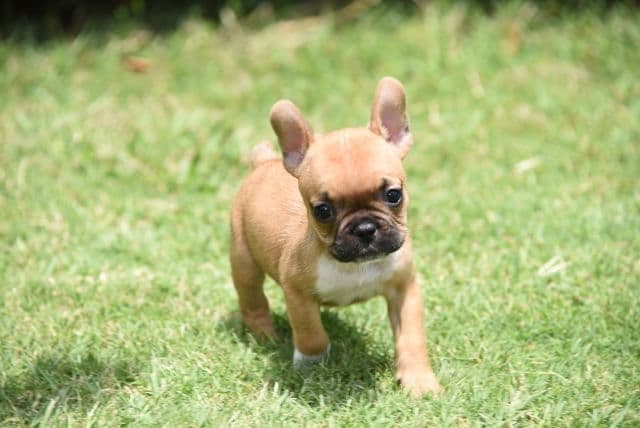 French Bulldog Puppies breeder image 16
