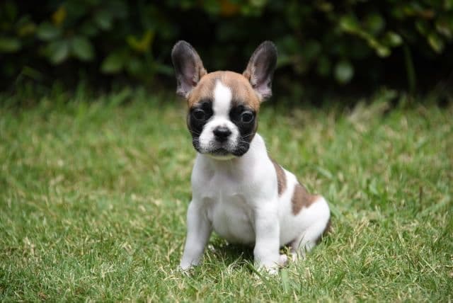 French Bulldog Puppies breeder image 17