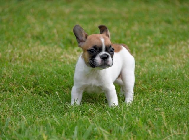 French Bulldog Puppies breeder image 14