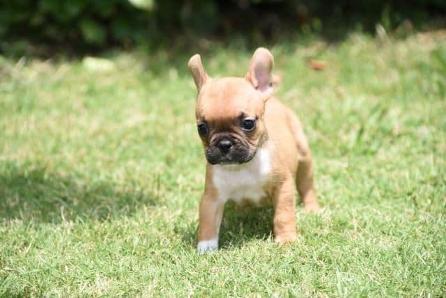 French Bulldog Puppies breeder image 18