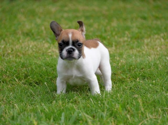 French Bulldog Puppies breeder image 20
