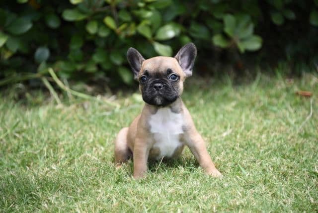 French Bulldog Puppies breeder image 19