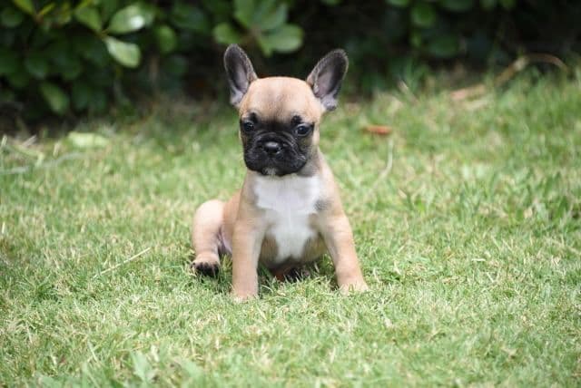 French Bulldog Puppies breeder image 21
