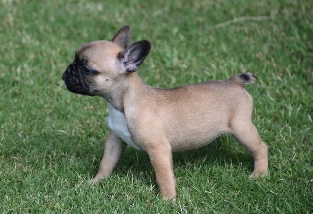 French Bulldog Puppies breeder image 22