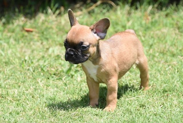 French Bulldog Puppies breeder image 23