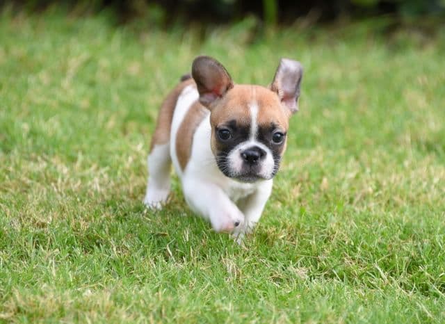 French Bulldog Puppies breeder image 25