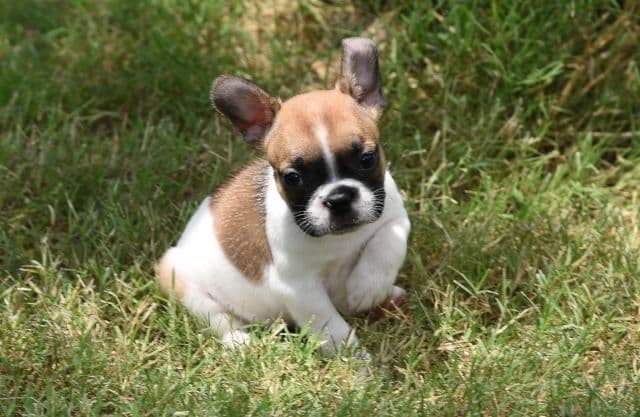 French Bulldog Puppies breeder image 26