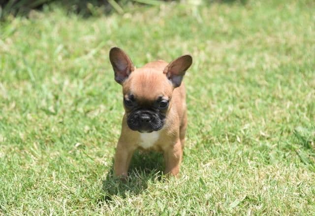 French Bulldog Puppies breeder image 27