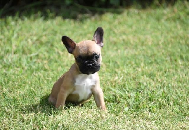 French Bulldog Puppies breeder image 30