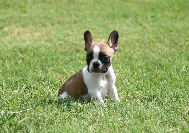French Bulldog Puppies breeder image 31