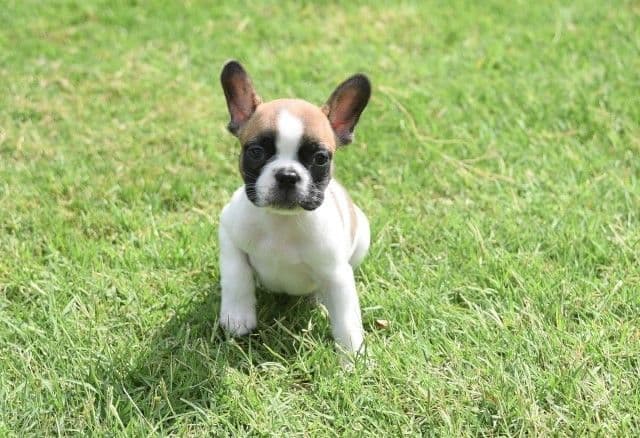 French Bulldog Puppies breeder image 32