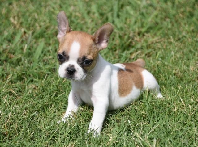French Bulldog Puppies breeder image 34