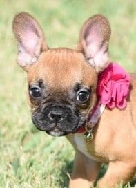 French Bulldog Puppies breeder image 6