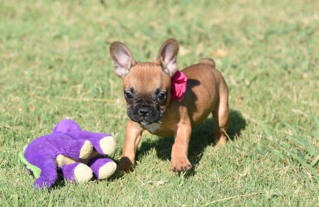 French Bulldog Puppies breeder image 35