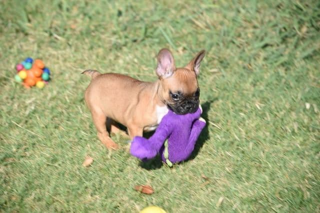 French Bulldog Puppies breeder image 37