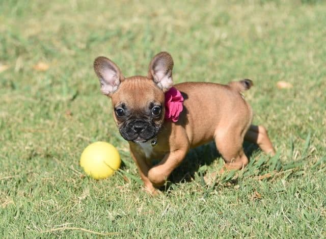French Bulldog Puppies breeder image 38