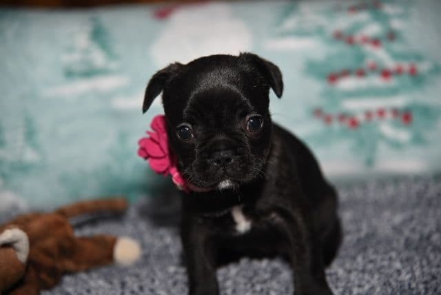 French Bulldog Puppies breeder image 3