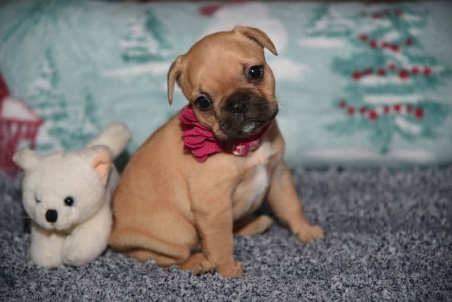 French Bulldog Puppies breeder image 2