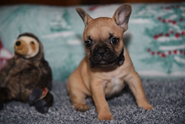 French Bulldog Puppies breeder image 5