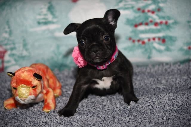 French Bulldog Puppies breeder image 4