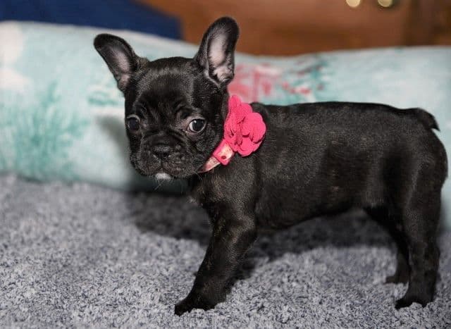 French Bulldog Puppies breeder image 39