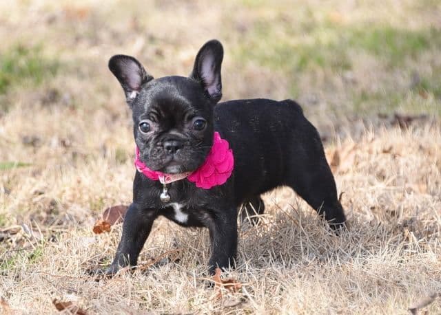 French Bulldog Puppies breeder image 40