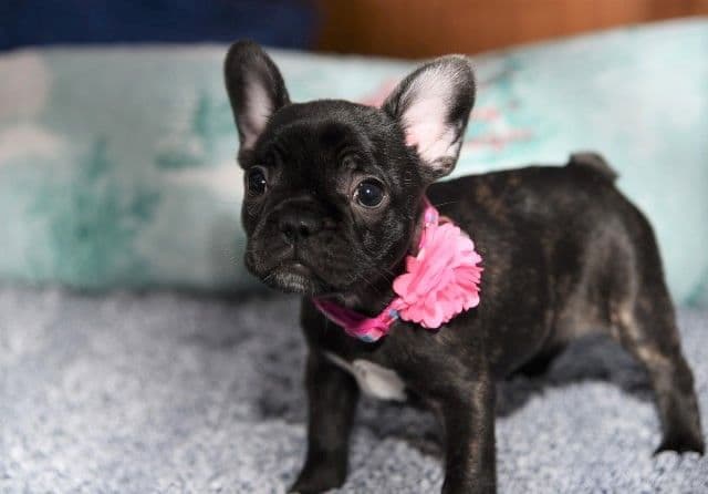 French Bulldog Puppies breeder image 41