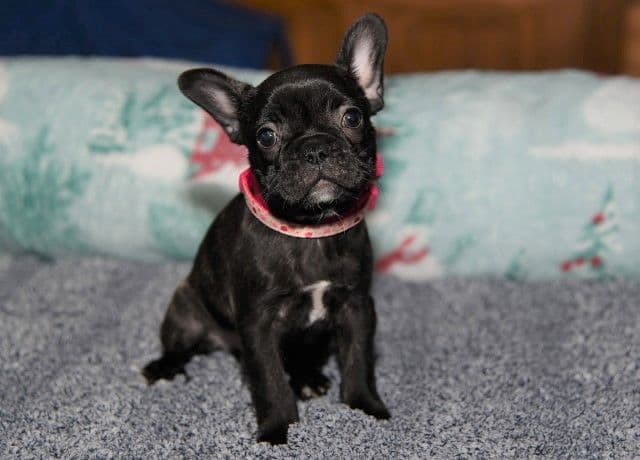 French Bulldog Puppies breeder image 42