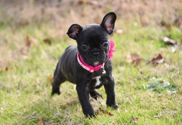 French Bulldog Puppies breeder image 44