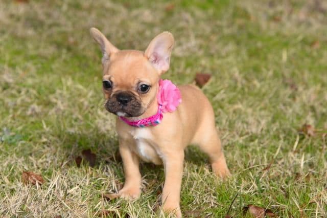 French Bulldog Puppies breeder image 43