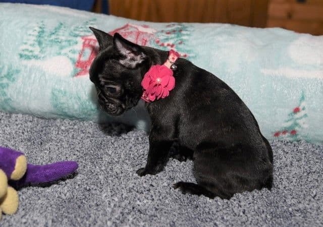 French Bulldog Puppies breeder image 46